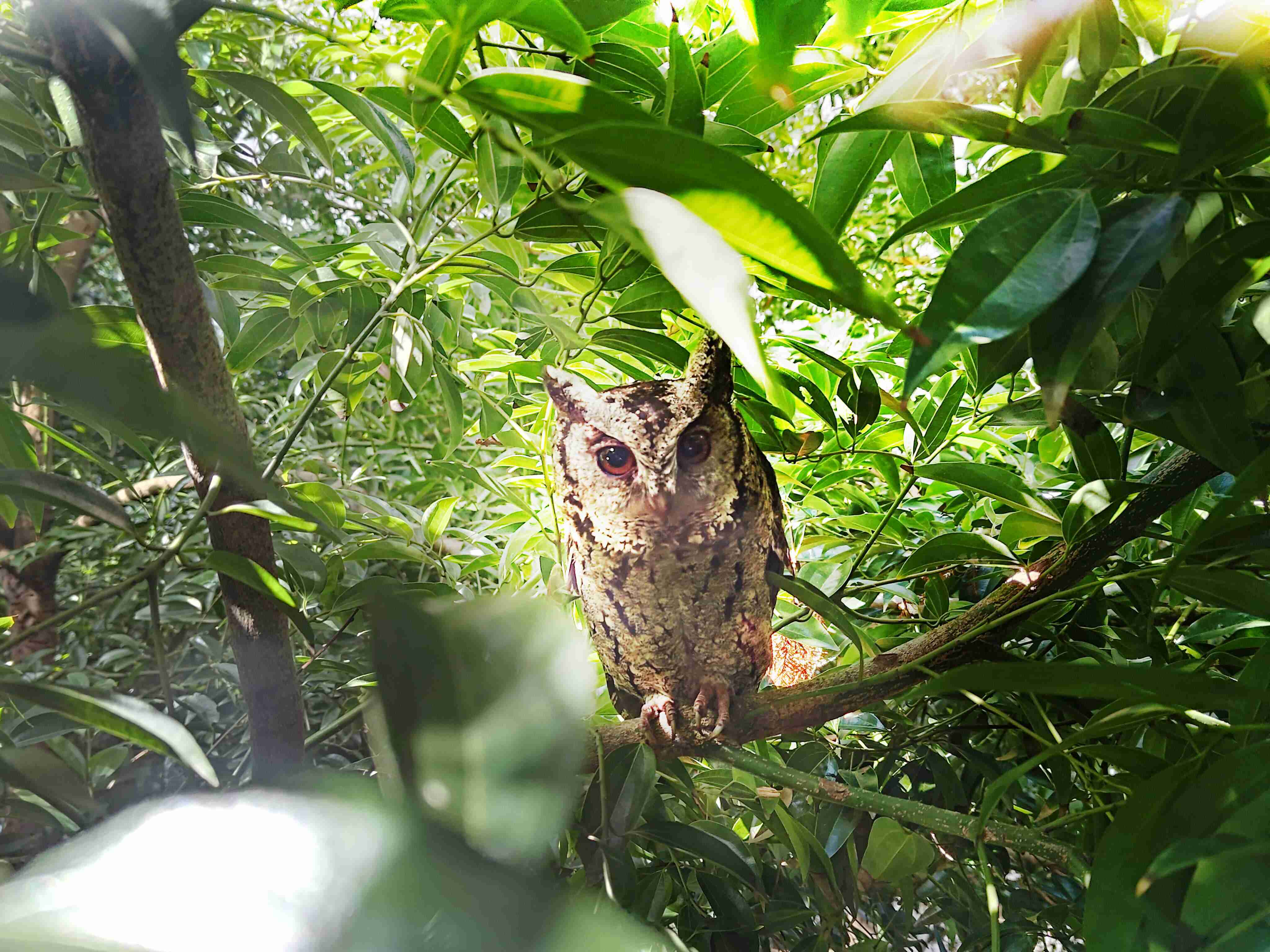 彩神vll致力提倡净零绿生活，，16年以来在全球各厂区植树逾百万棵，，，，造就各厂区树木蔚然成林，，犹如森林工厂，，，成为许多生物的栖息地